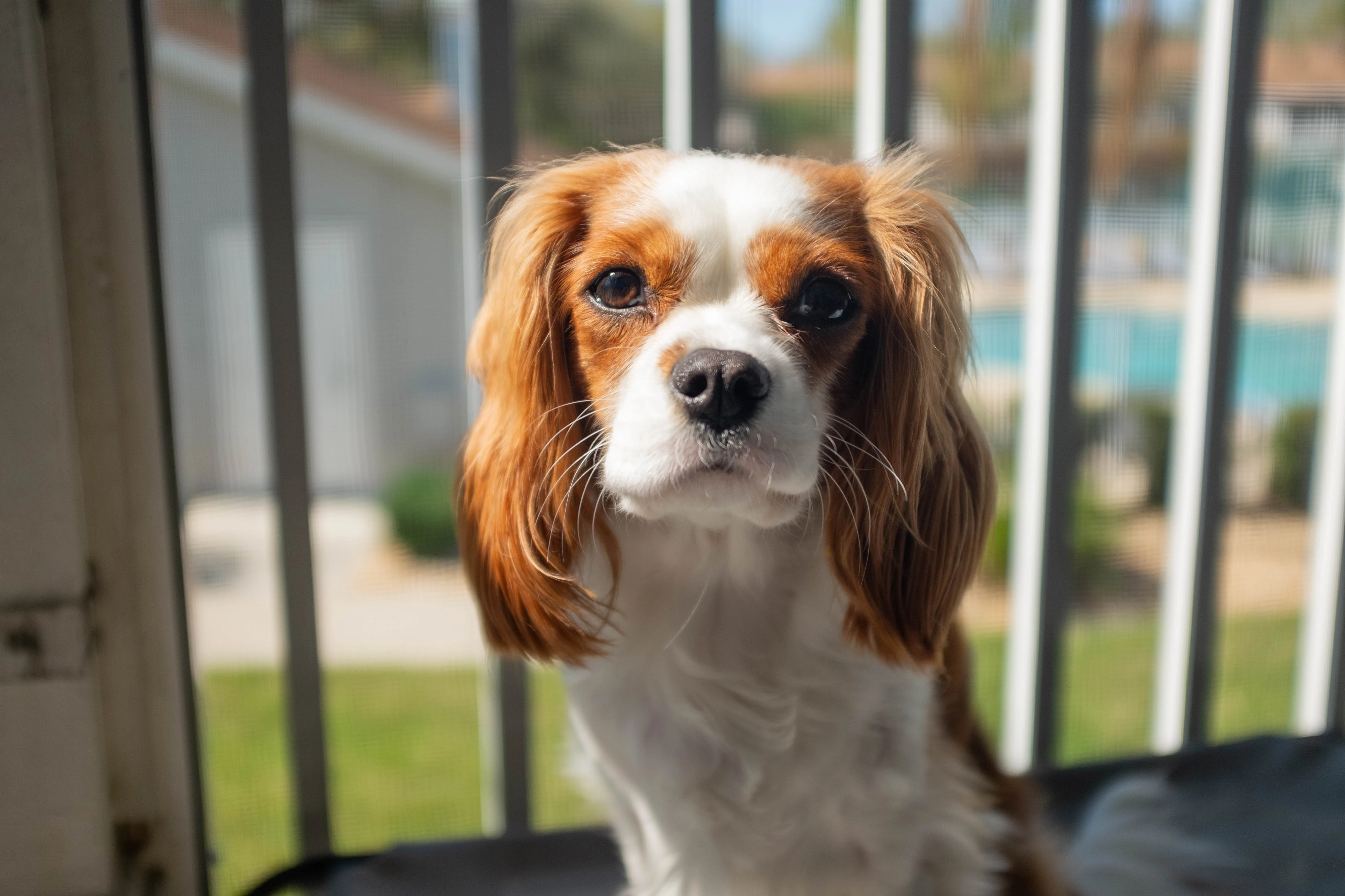 Ellie, my best friends dog